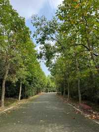 上海海灣森林公園攻略｜小眾不踩雷！