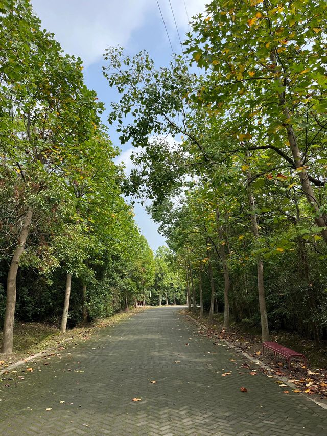 上海海灣森林公園攻略｜小眾不踩雷！