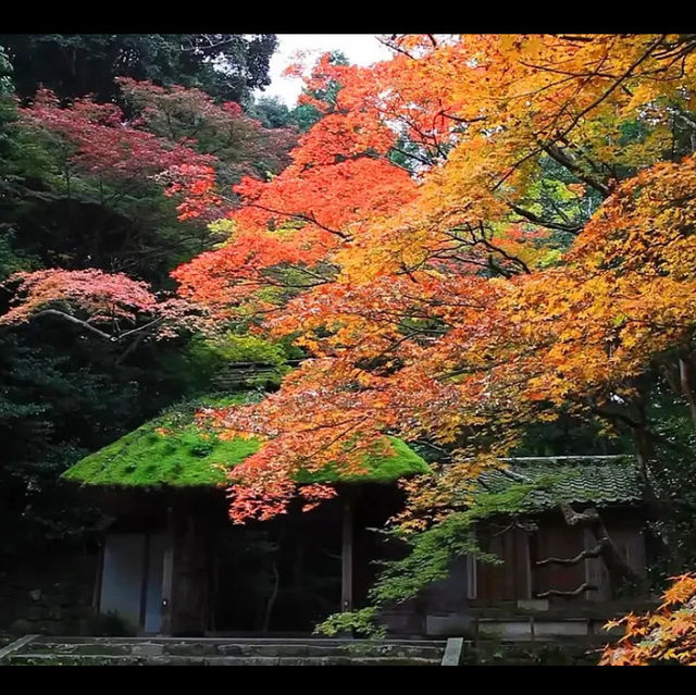 Fall colors in Kyoto Japan 