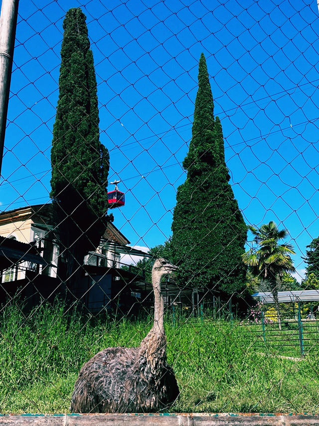 魅力索契，奇幻索契植物園｜黑海之濱的熱帶綠洲之旅。