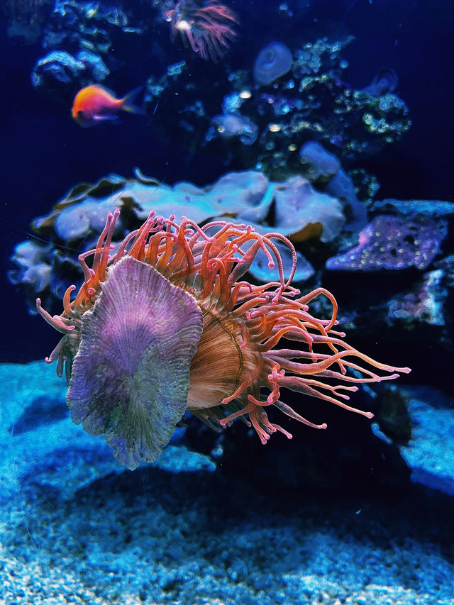 【海洋奇觀】達拉斯世界水族館｜探索美國德克薩斯州的海底世界。