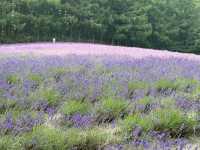 北海道富田農場：體驗薰衣草花海的紫色浪漫