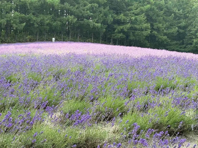 北海道富田農場：體驗薰衣草花海的紫色浪漫