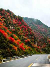 【秦嶺秋色】S101公路上的紅葉盛宴與黑龍口美食之旅。