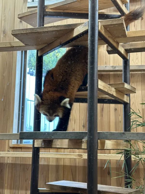 Nagoya | Visit Capybaras, but Management Says They're Gone
