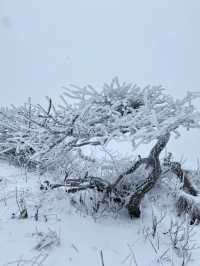 西安秦嶺東梁|雪後的東梁，如她的名字一樣別緻。