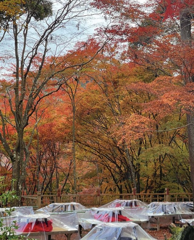 11.24京都高雄紅葉吊橋。京都·高雄