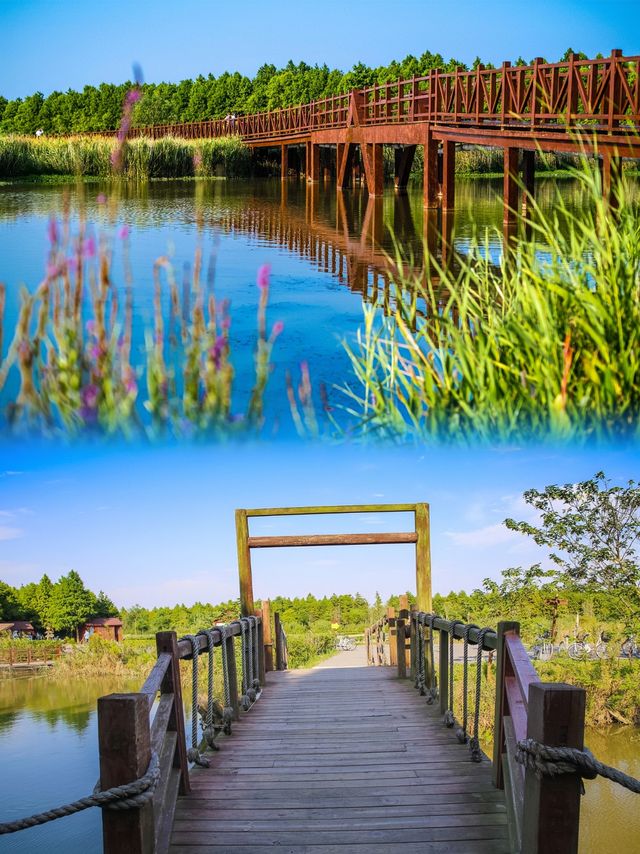 東灘濕地公園：自然愛好者的天堂，你準備好了嗎？