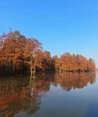 南京池杉湖濕地公園～最佳觀賞路線