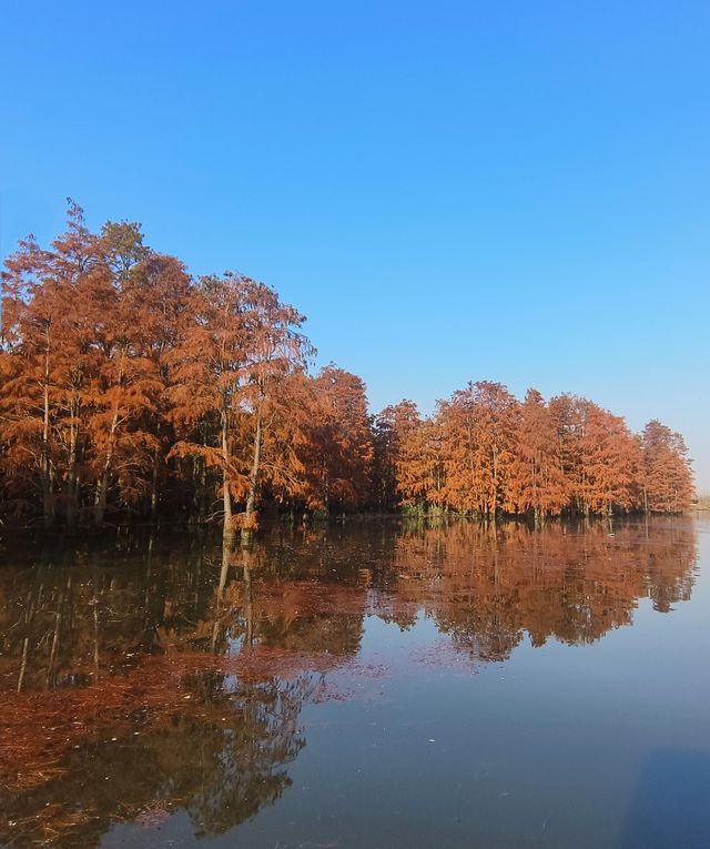 南京池杉湖濕地公園～最佳觀賞路線