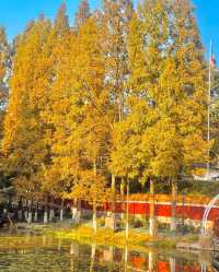 青島植物園！秋日限定美景~趕緊來撿秋啦！