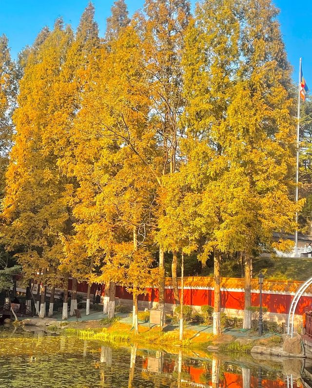 青島植物園！秋日限定美景~趕緊來撿秋啦！