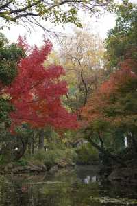 魔都覓秋|去秋霞圃感受秋色紅楓天花板