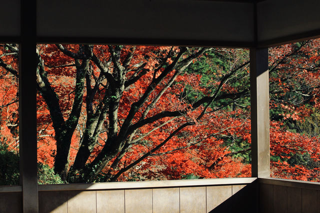 宇治|三室戶寺