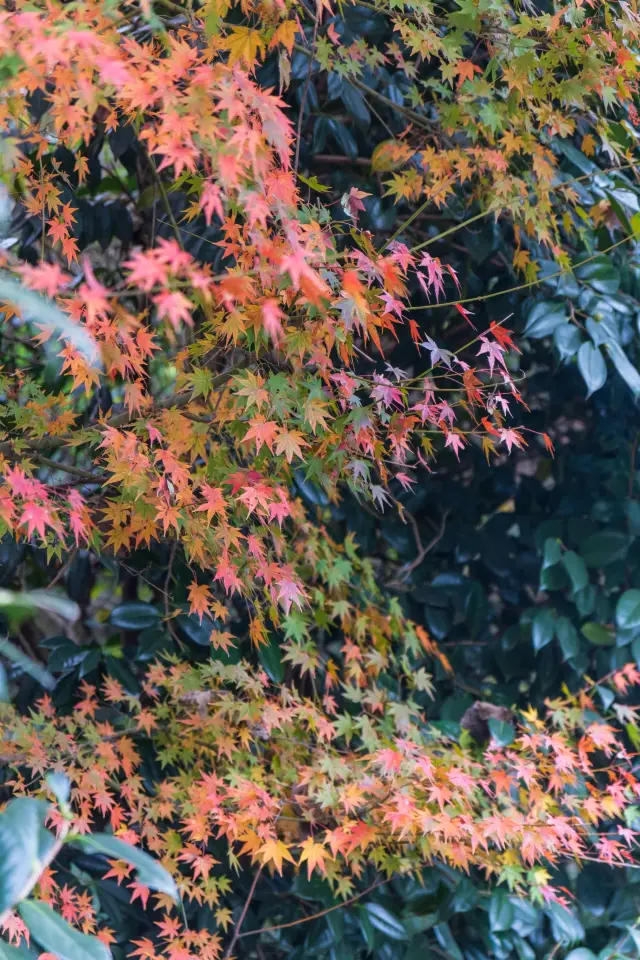 Jiaxing Hidden Gem | Beautiful Fengyi Village, a Weekend Getaway for City Dwellers