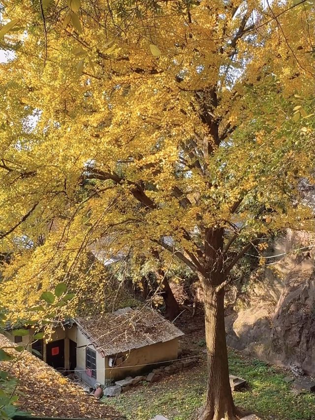 秋天來杭州，我只去一個地方
