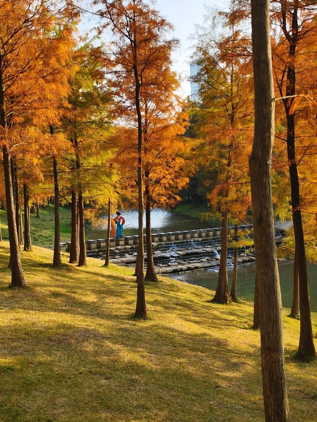 在深圳找到拍照打卡的絕美落羽杉森林 在深圳找到拍照打卡的絕美落羽杉森林