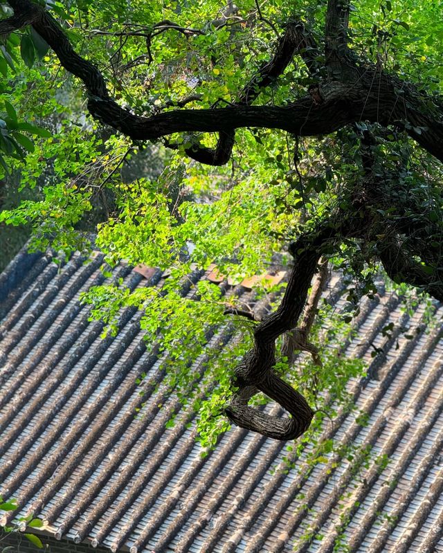長岐古村，時光裡的詩意畫卷