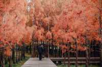 蘇州的冬天怎能不打卡虎丘紅杉樹林