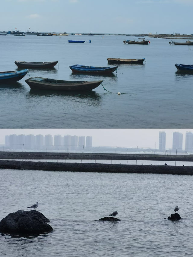 原生態的龍口桑島，村民以養海參為生