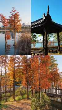 午後的荔湖公園已經被染成了焦糖色！