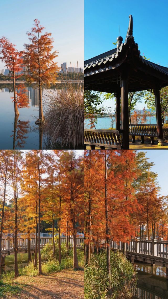 午後的荔湖公園已經被染成了焦糖色！