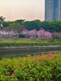 後海中心河公園｜紫花風鈴木盛開的冬天