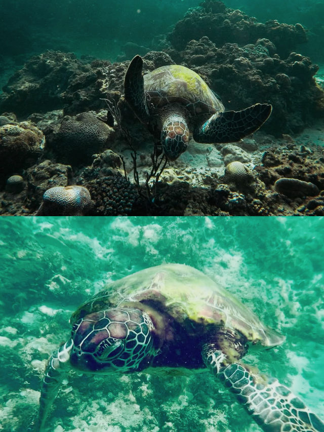 跟着我上天下海：宿霧潛水