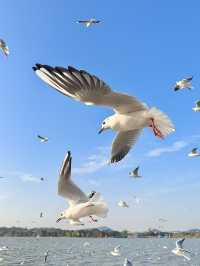 過年玩轉無錫-周莊2天行程不重樣超詳細