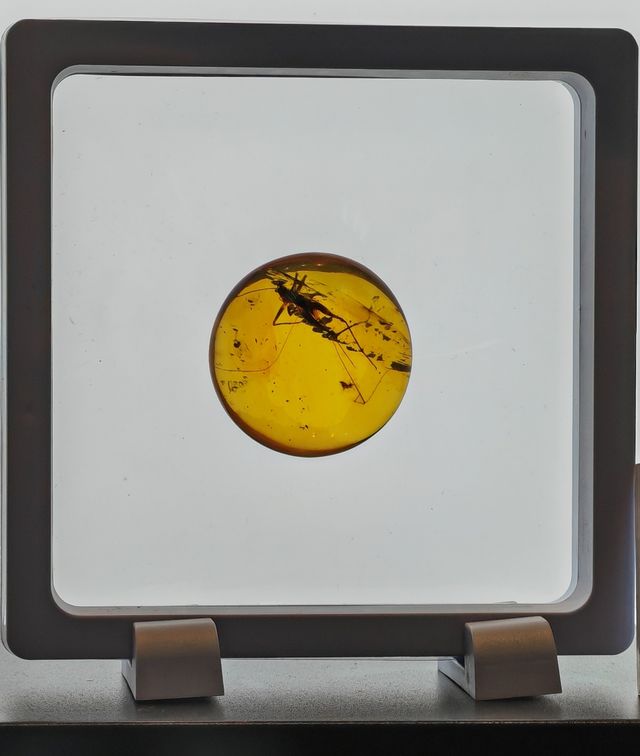玉碗盛光——珍稀琥珀展
