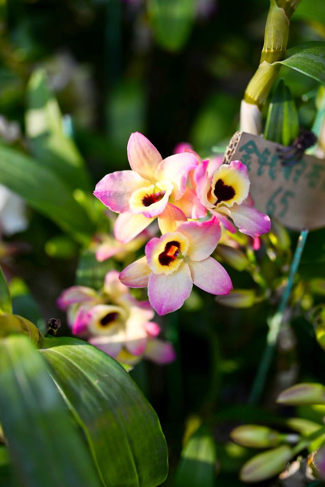 佛山陳村迎春花市｜逛花市過大年