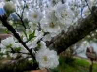 銅陵梧桐花谷｜山水秀麗，花開四季