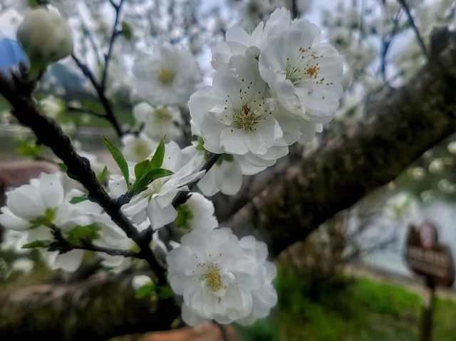 銅陵梧桐花谷｜山水秀麗，花開四季