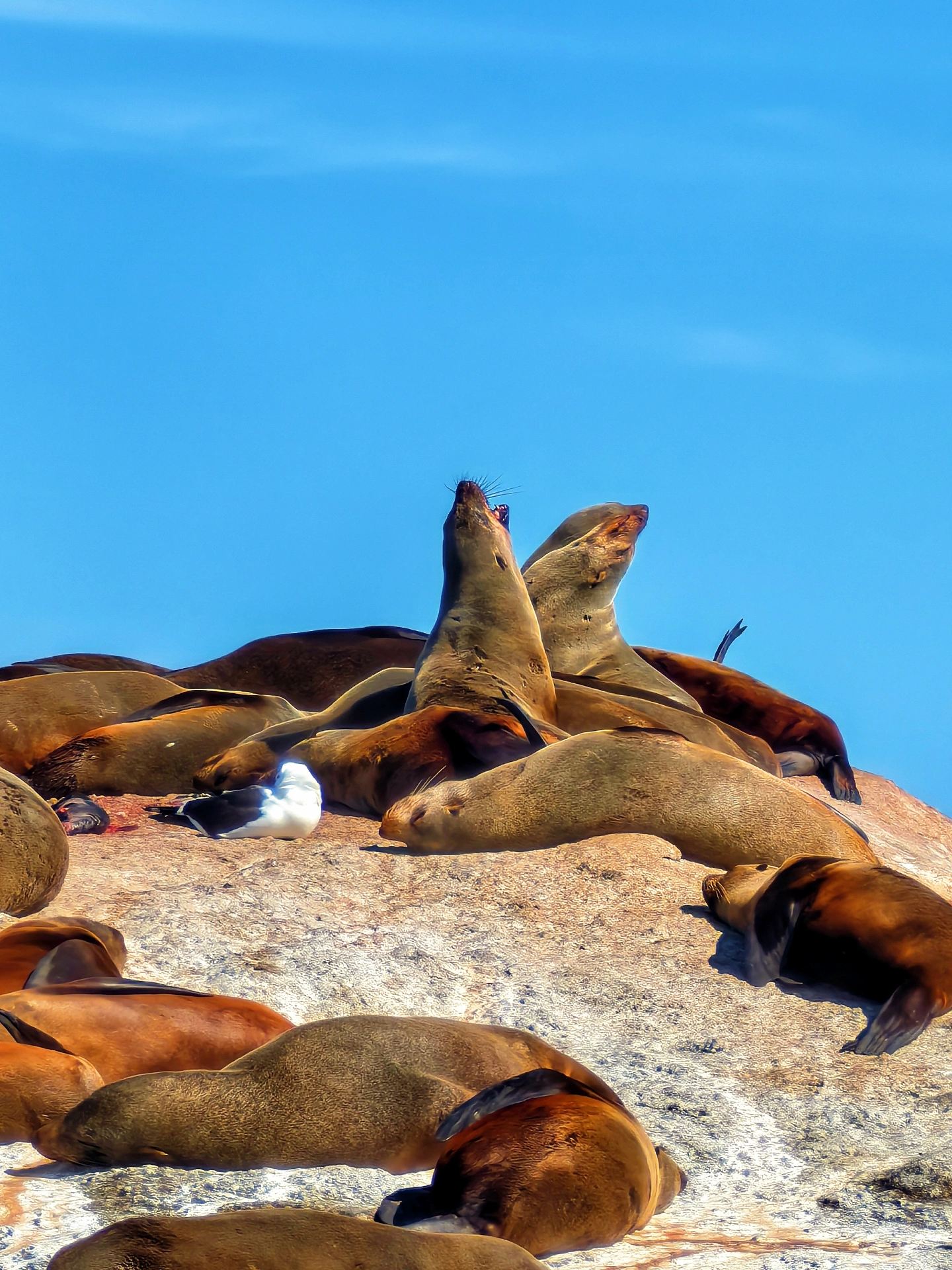 12 Days in South Africa: A Detailed Guide