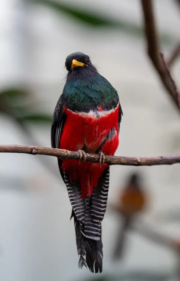 Explore the Wonders of London Zoo