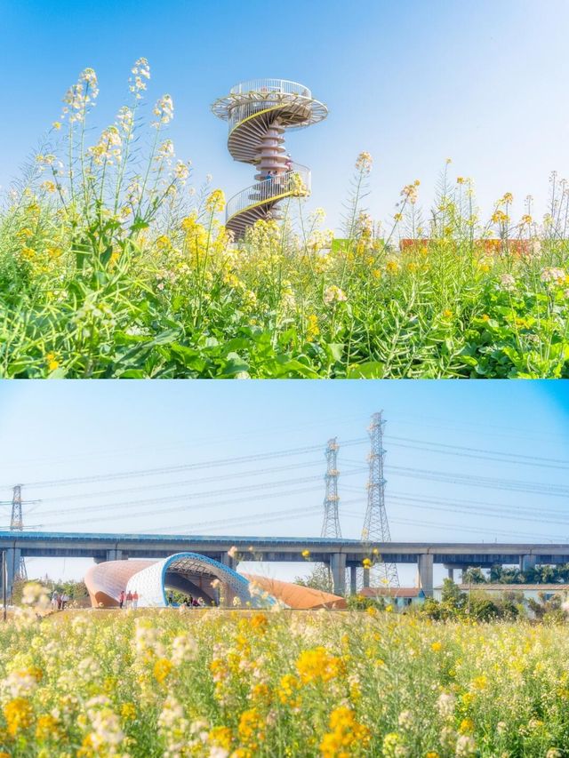 廣州油菜花海