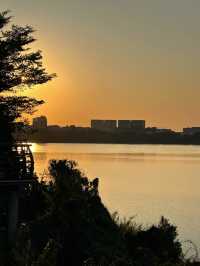 #深圳市立新湖公園的花海盛宴