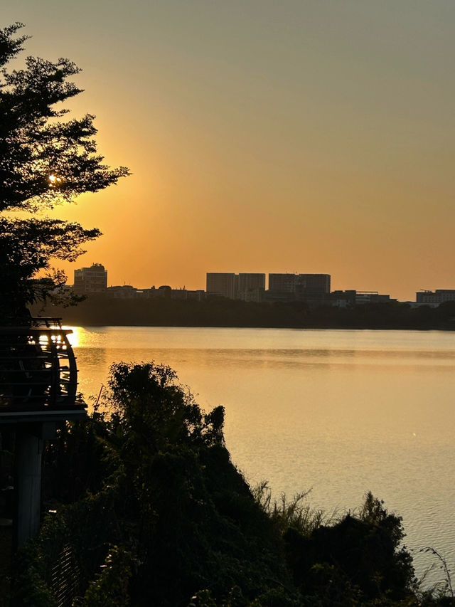 #深圳市立新湖公園的花海盛宴