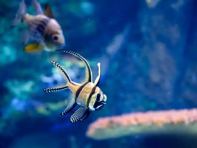 上海海洋水族館：探秘藍色星球的奇幻之旅