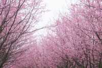 湖南衡陽常寧百萬櫻花園|櫻花浪漫  堆雲疊雪