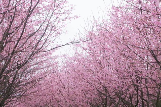 湖南衡陽常寧百萬櫻花園|櫻花浪漫  堆雲疊雪