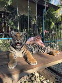 跟奶爸環球旅行 | Tiger Kingdom 