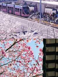 2025 蘇州玉蘭花賞花，3 月限定頂流，錯過再等一年