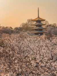 武漢東湖櫻園之美#