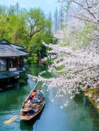 杭州賞櫻攻略：漫步西子湖畔，邂逅粉色浪漫