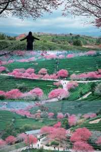春日賞花｜藏在福建的「阿里山」是賞櫻勝地