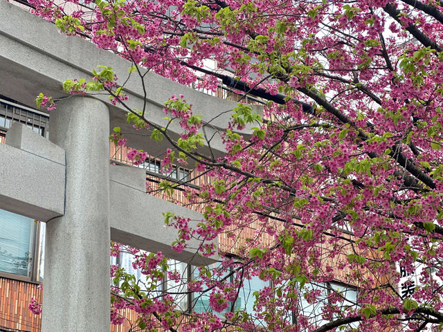 蔵前神社巡り⛩️｜東京のパリミモザ？