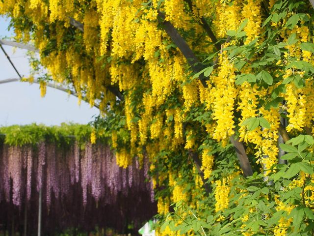 5月欣賞足利【紫藤展】