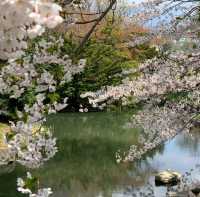 🌸札幌中島公園 | 春日必打卡嘅仙境🌸