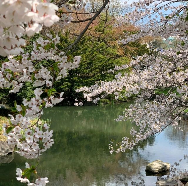 🌸札幌中島公園 | 春日必打卡嘅仙境🌸